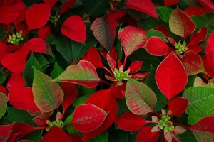 Poinsettia Day