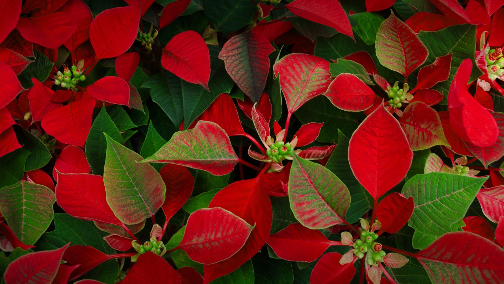 Poinsettia Day