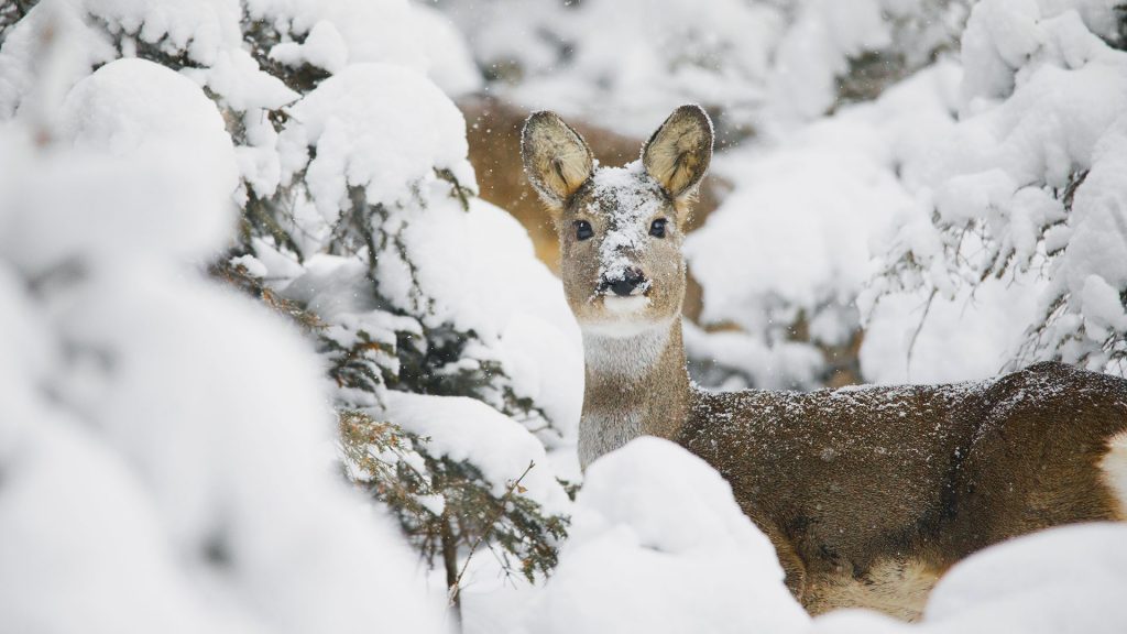 Roe Trentino Snow