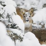 Roe Trentino Snow