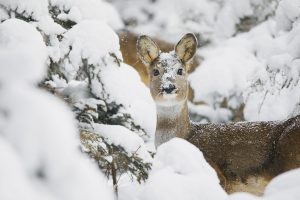 Roe Trentino Snow