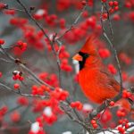 Winterberry Bush