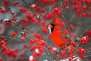 Winterberry Bush