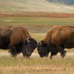 Bison Wind Cave