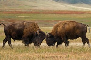 Bison Wind Cave