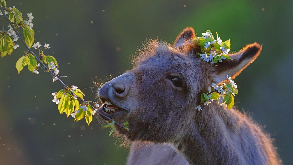 Donkey Feast