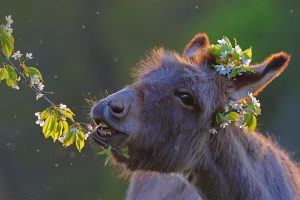 Donkey Feast