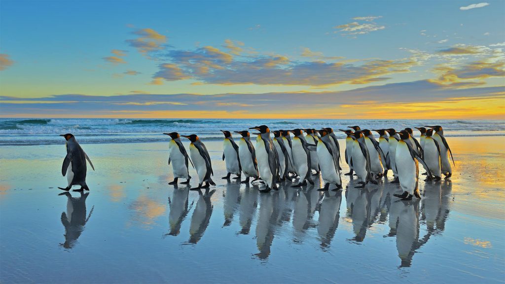 Falkland Kings