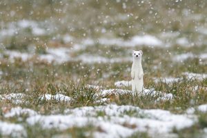 Hermelin Schnee