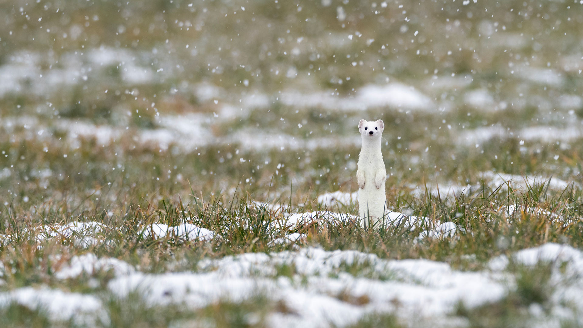 Hermelin Schnee