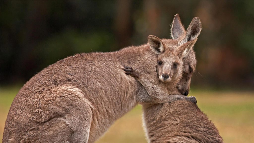 Hugging Kanga