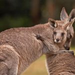 Hugging Kanga