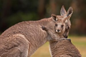 Hugging Kanga