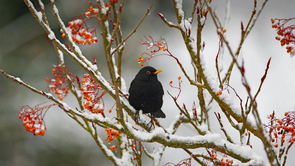 Blackbird Day