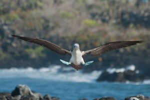 Booby Darwin Day