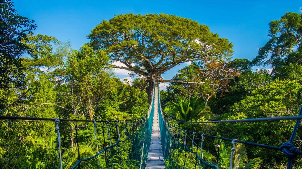 Canopy Peru