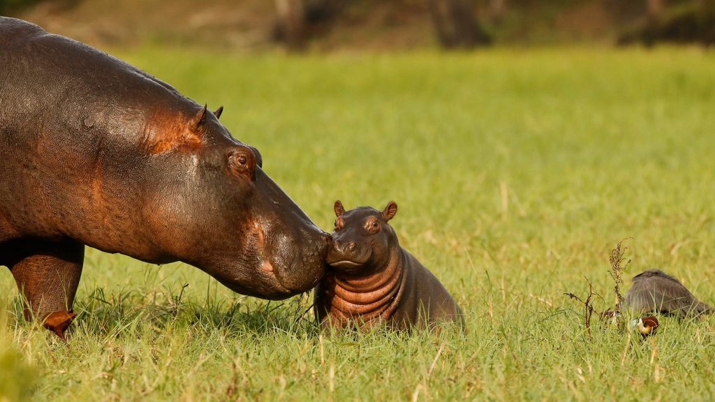 Hippo Day Chobe