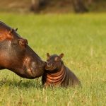 Hippo Day Chobe