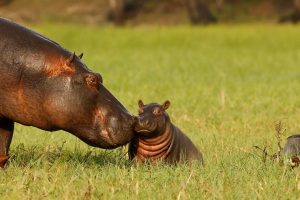 Hippo Day Chobe