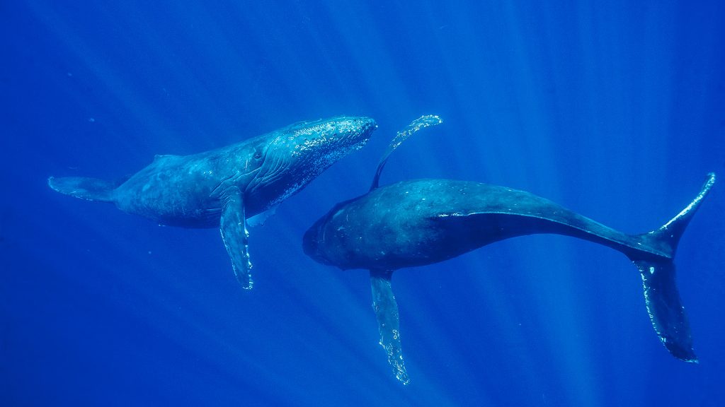 Maui Whale