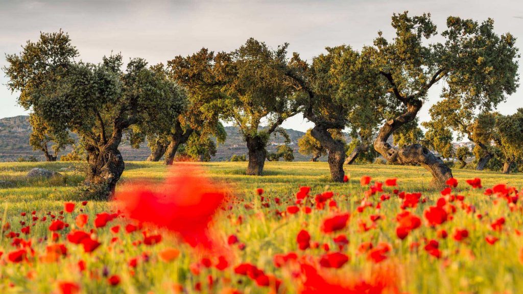 Oak Trees