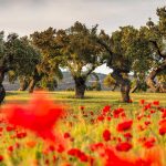 Oak Trees