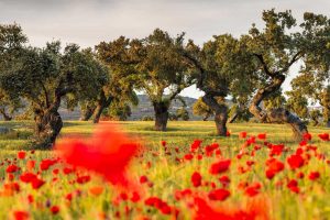 Oak Trees