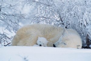 Polar Bear Frost