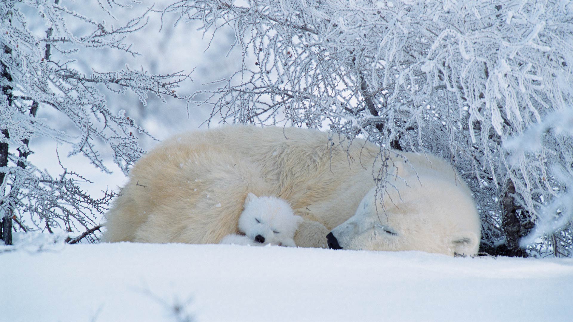 Polar Bear Frost