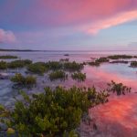 Red Mangrove