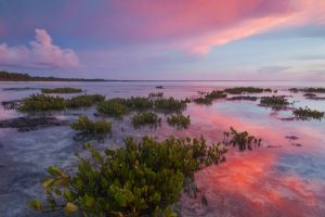 Red Mangrove