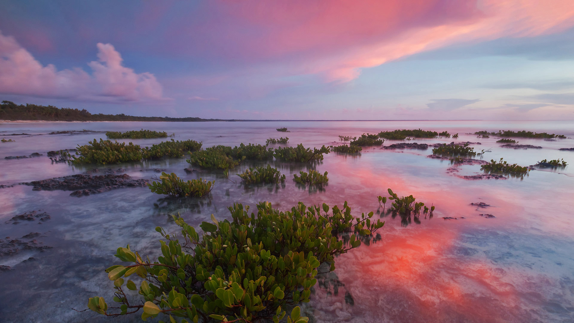 Red Mangrove