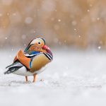 Richmond Park Duck