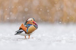 Richmond Park Duck