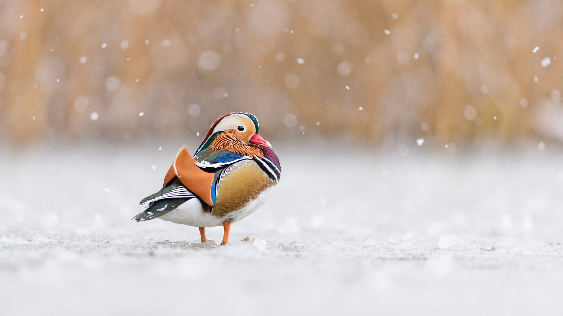 Richmond Park Duck