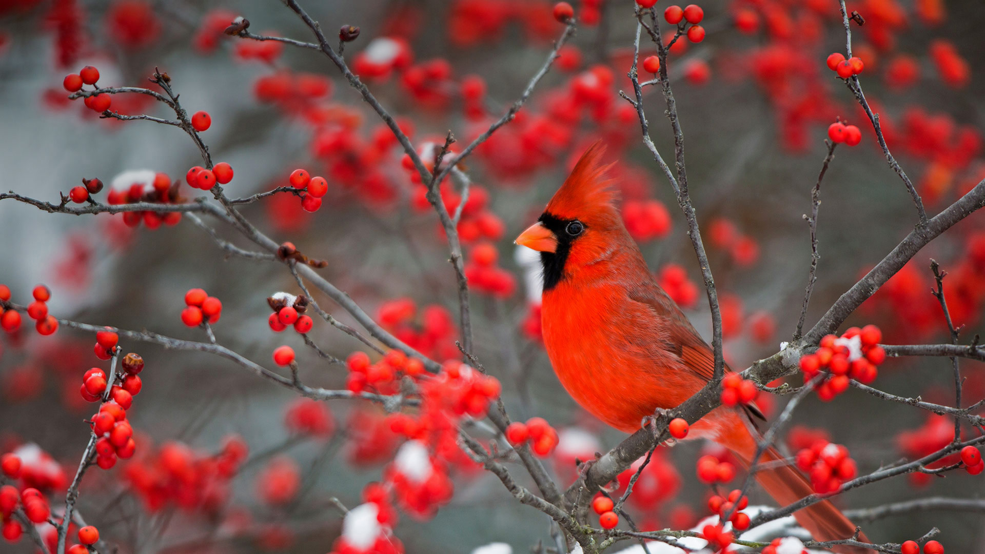 Winterberry Bush