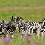 Zebra Trio