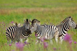 Zebra Trio