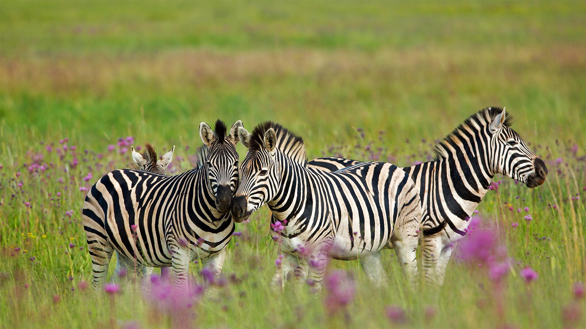 Zebra Trio