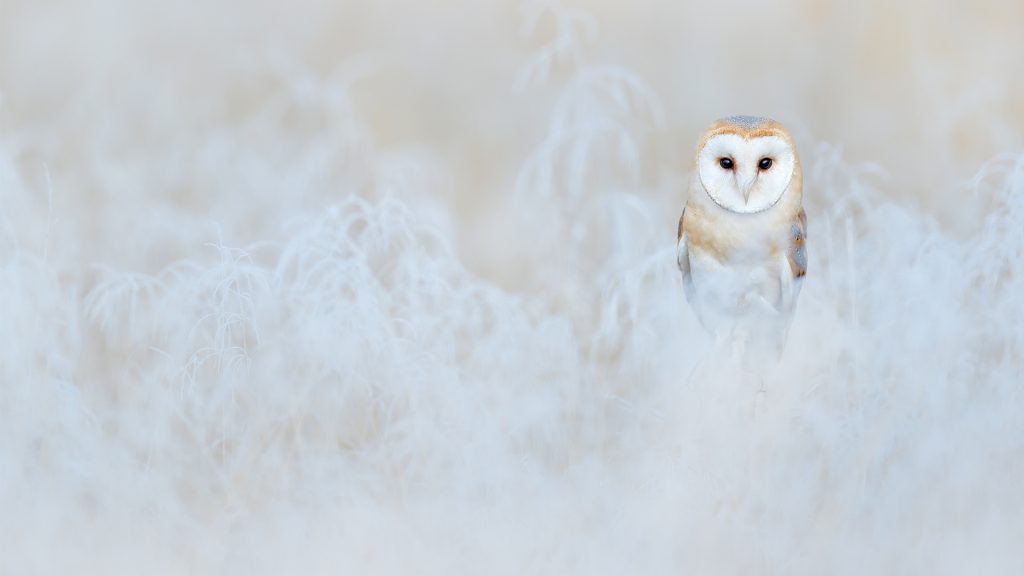 Barn Owl Winter