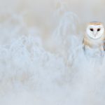 Barn Owl Winter