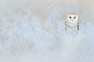 Barn Owl Winter