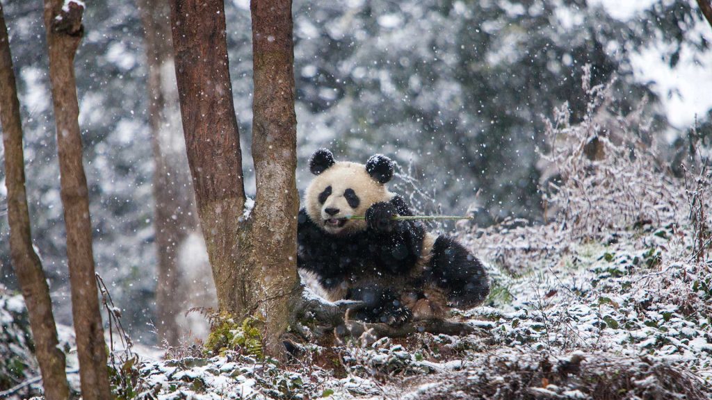 Chengdu Panda