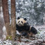 Chengdu Panda