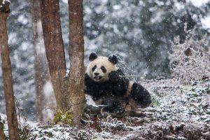 Chengdu Panda