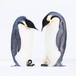 Emperor Penguin Father Day
