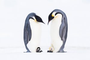 Emperor Penguin Father Day