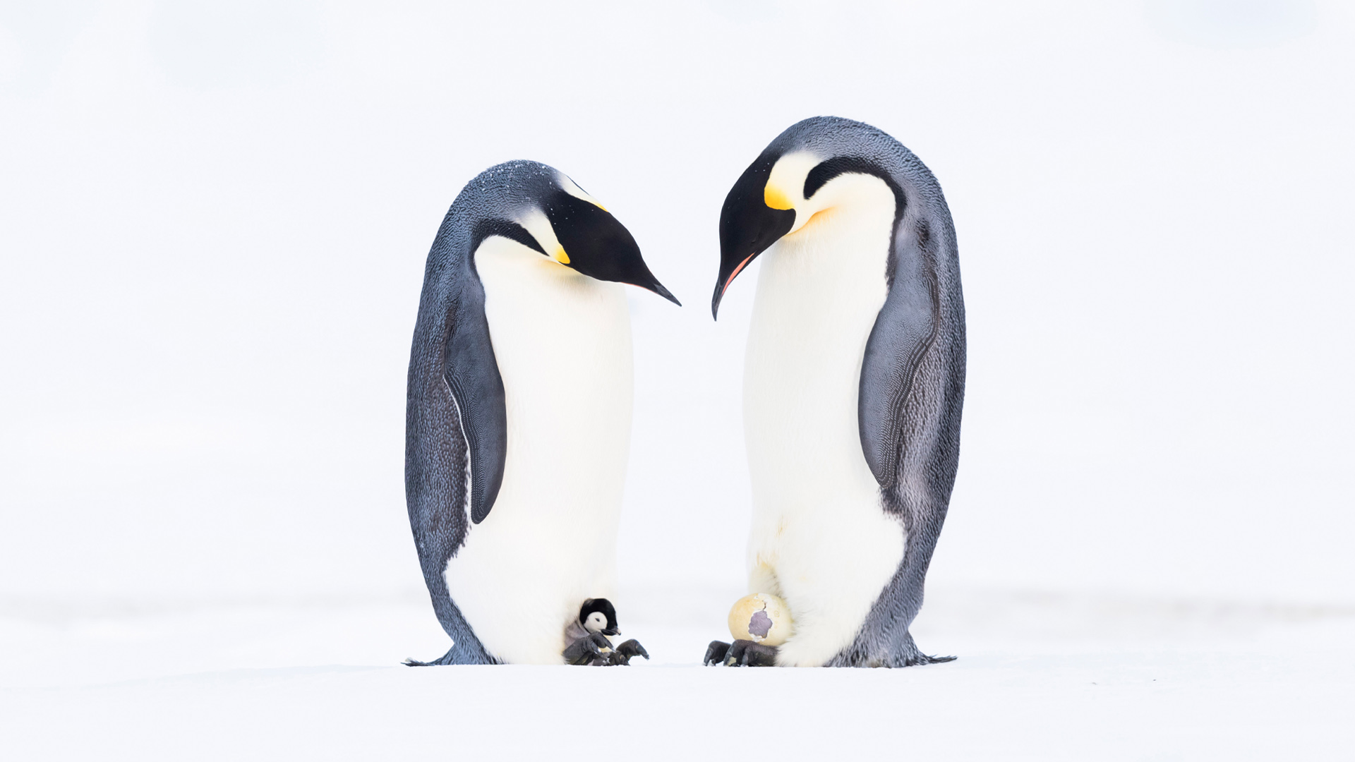 Emperor Penguin Father Day