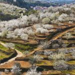 Flowering Cherry Jerte