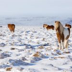 Iceland Horses